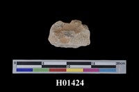 藏品(雙殼綱化石)的圖片